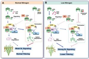 A proposed model of SL perception and its response to low nitrogen