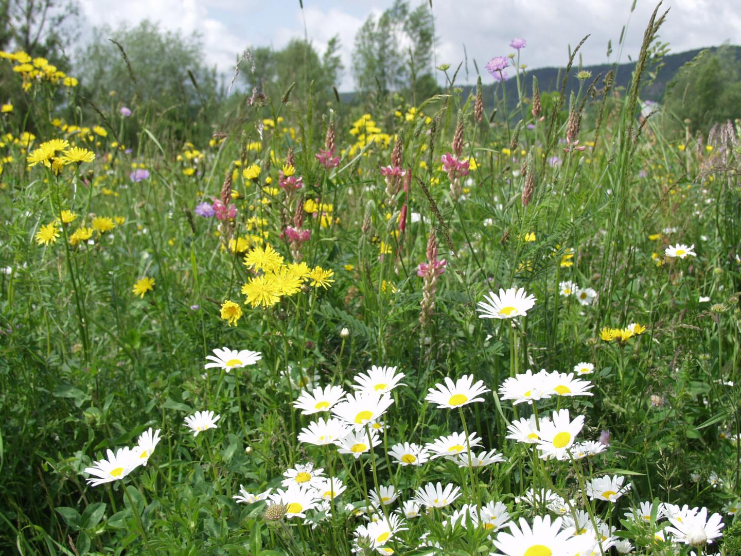 Ecosystem with 60 Plant Species