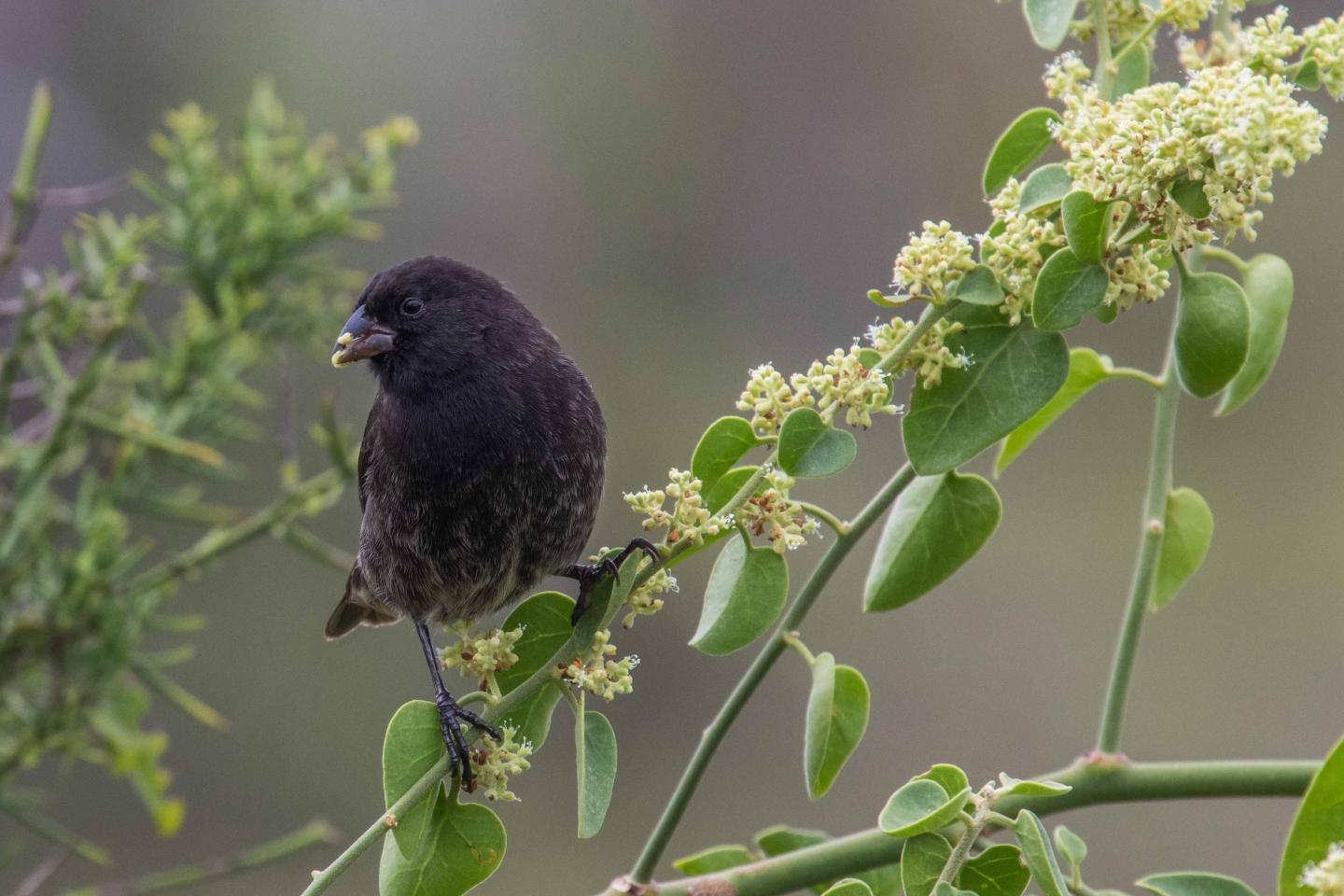 Small Ground Finch