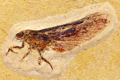 <I>Coxoplectoptera</I> Adult