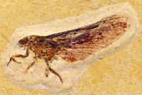 <I>Coxoplectoptera</I> Adult