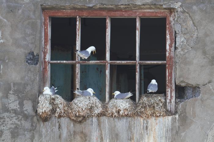 Kittiwakes