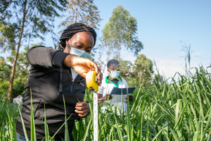 Research on tropical forages