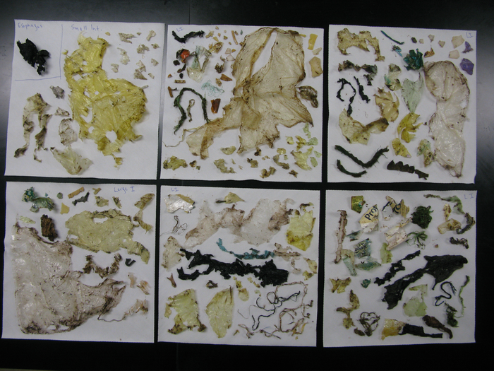Plastic Samples from GI Tract of Green sea turtle