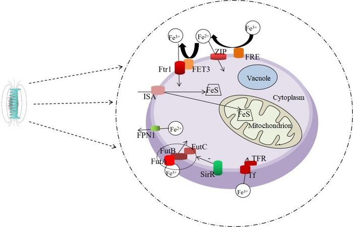 Mechanism of a low-frequency magnetic field on iron metabolism of R. mucilaginosa