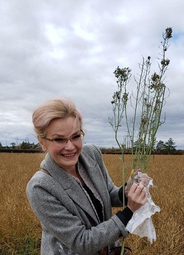 Symptomatic AY-Infected Canola Plant