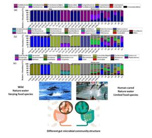 Hindgut microbial community members of wild (left) and human-cared (right) spotted dolphins at phylum (a), family (b), and genus (c) level.