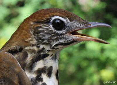 Wood Thrush 