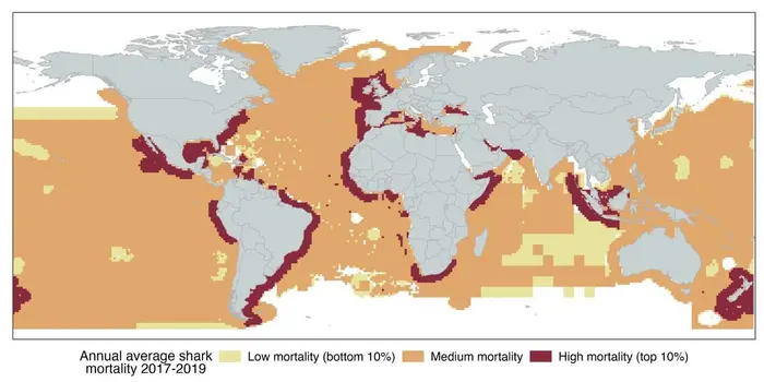 New study shows millions of sharks have fishhooks stuck in their bodies for  up to seven years