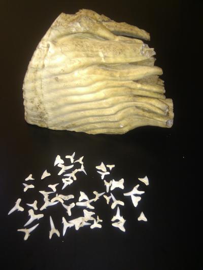 Elephant and Shark Teeth
