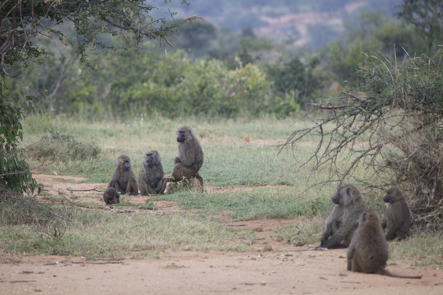 Olive Baboons at Mpala Research Center in Kenya