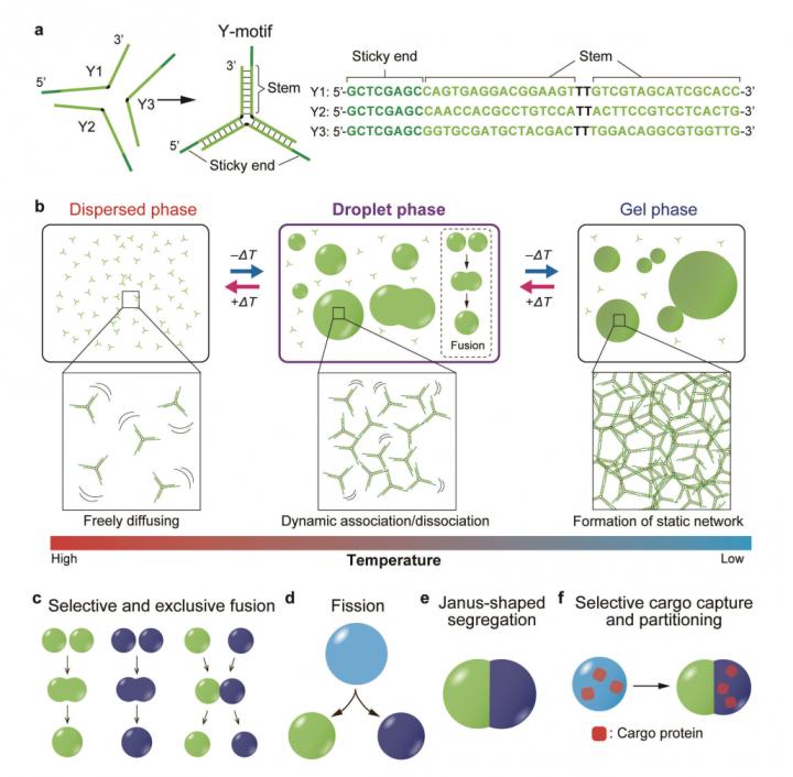 Tailored DNA Microstructures