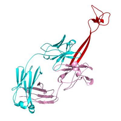 Structure of a Cow Antibody
