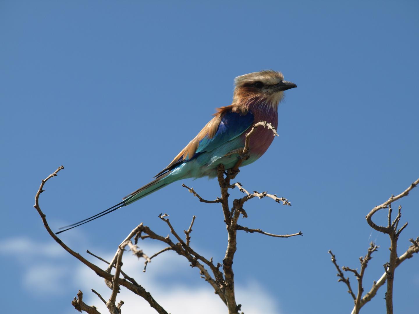 Lilac Breasted Roller