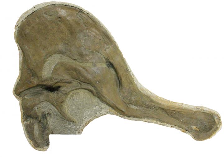 Corythosaurus Skull