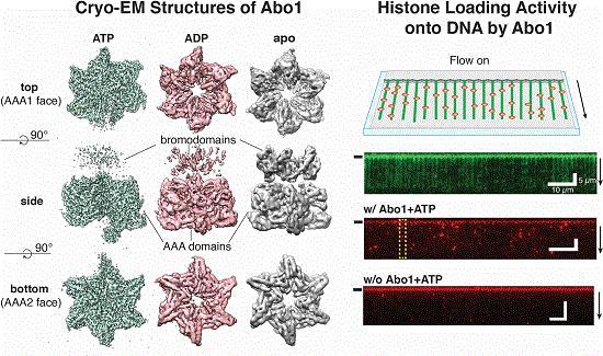 Molecular Structures of Abo1