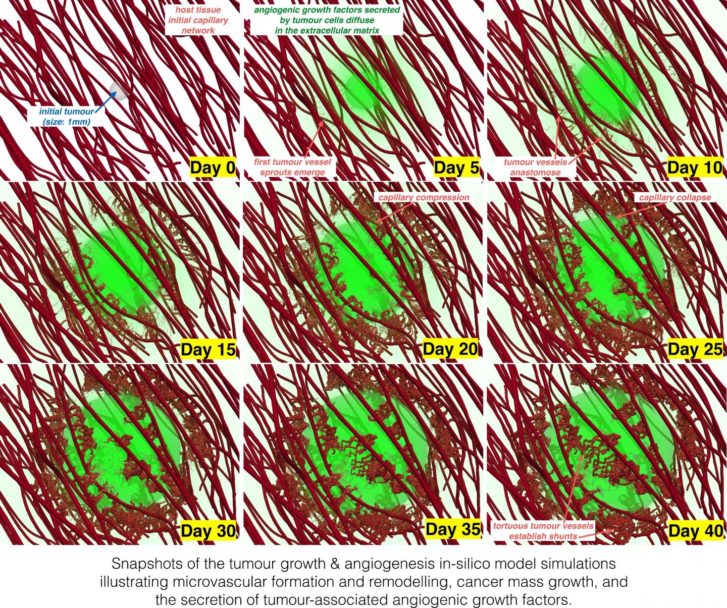 Growing Tumors Put the Pressure on Nutrient-Supplying Blood Vessels