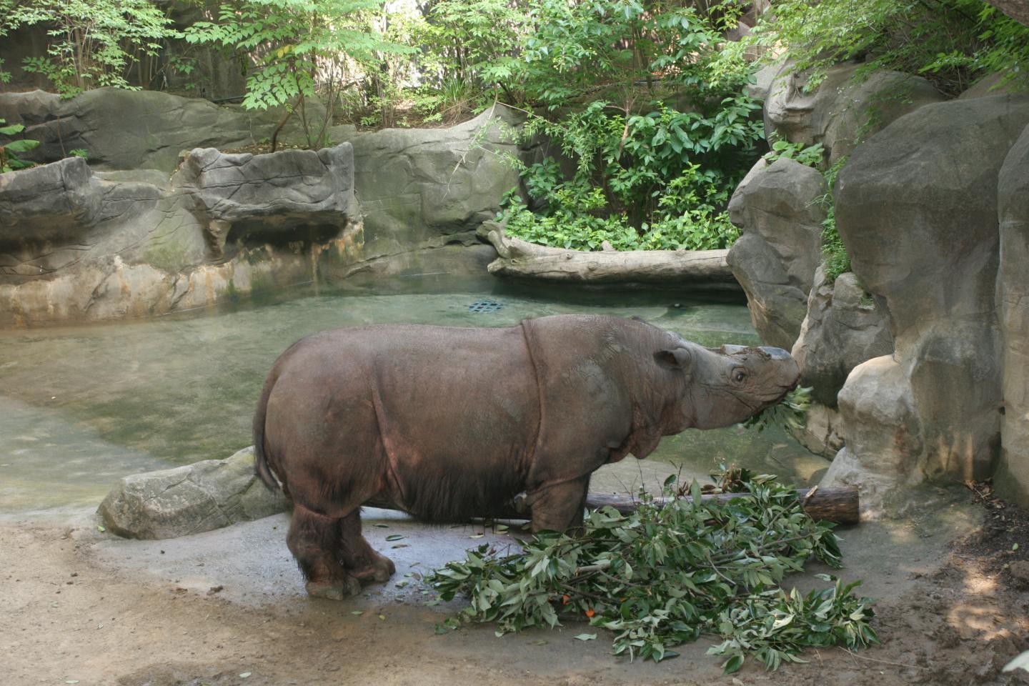 Sumatran Rhinoceros Habitat