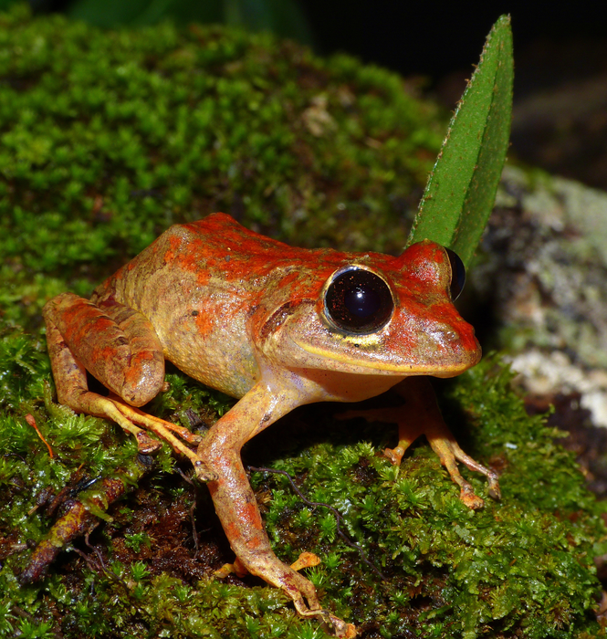 Greta Thunberg´s Rainfrog (Pristimantis gretathunbergae)