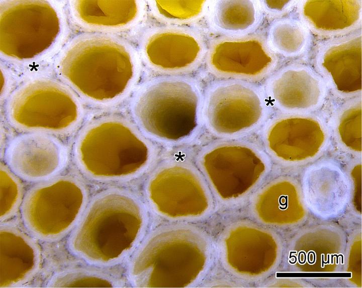 Magnified image of Caecilian's Mucous Gland Connective Tissue