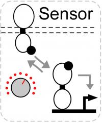 Sensitivity of Bacterial Biosensors Graphic