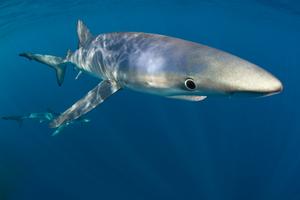 Blue shark