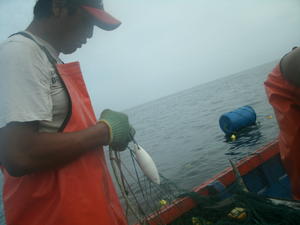 Pingers were tested on Peruvian fishing boats 2