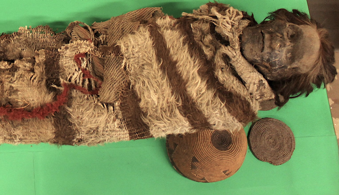 Mumifizierte Überreste eines Mannes aus den Anden, in dessen Haare sich Nissen befanden. Die Mumie ist in einem sehr guten Zustand. Sowohl die Haare, als auch das Fell, in das der Mann gewickelt ist, sind komplett erhalten.