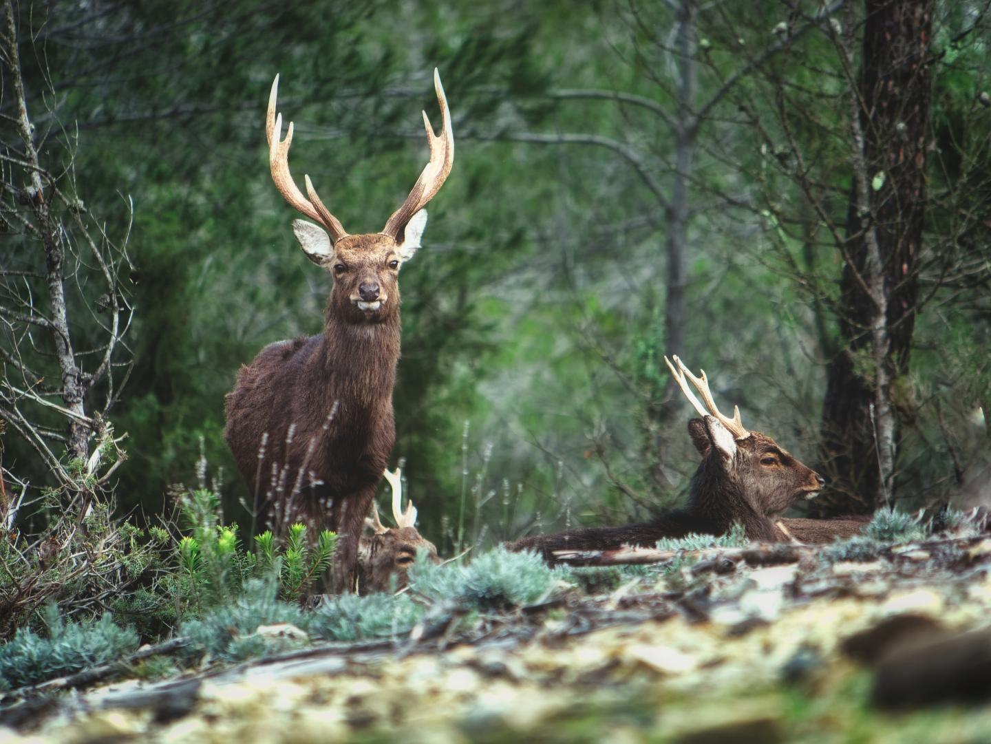 Sika deer