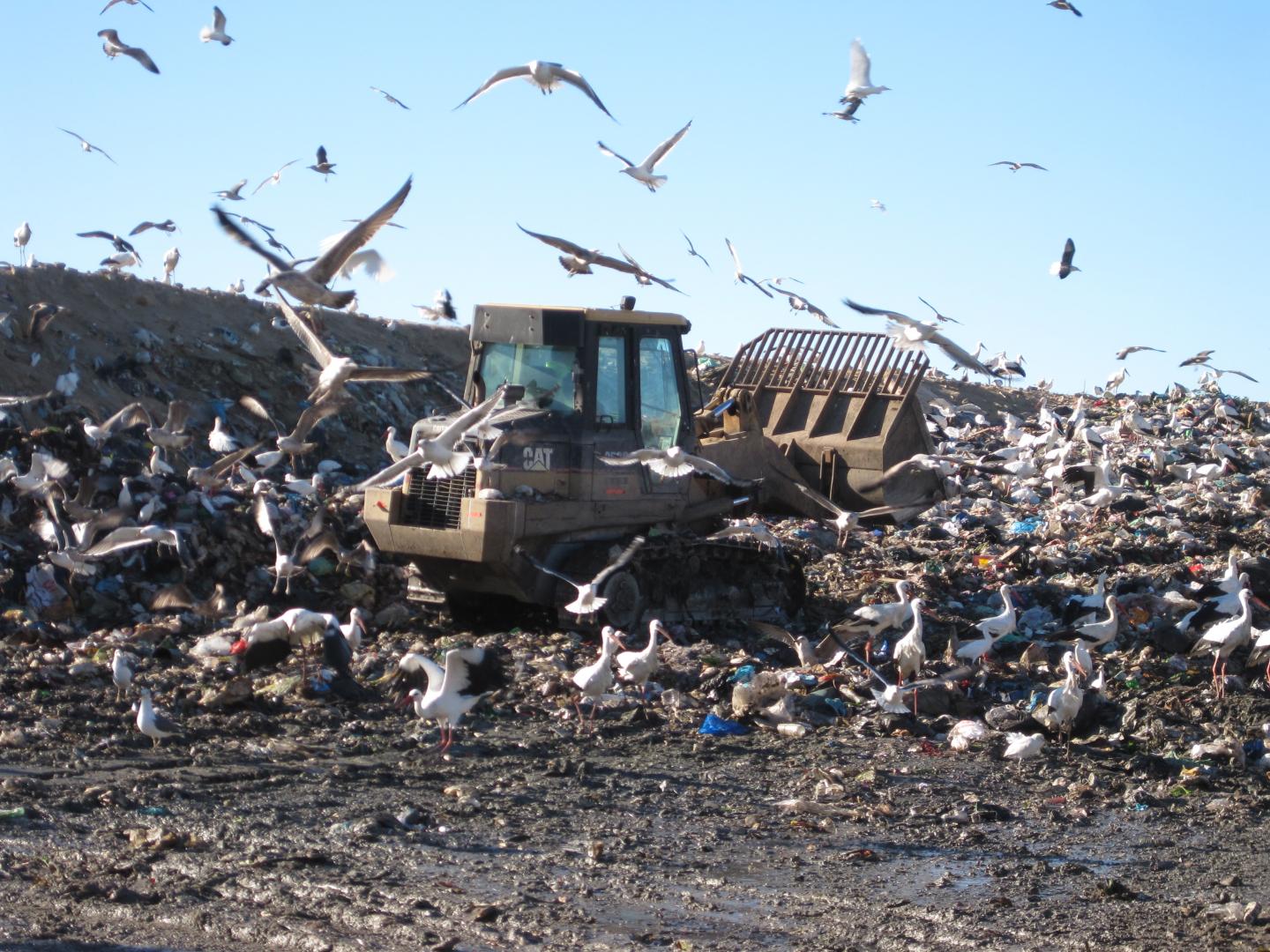 Storks on a Landfill Site, Portugal