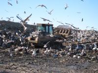 Storks on a Landfill Site, Portugal