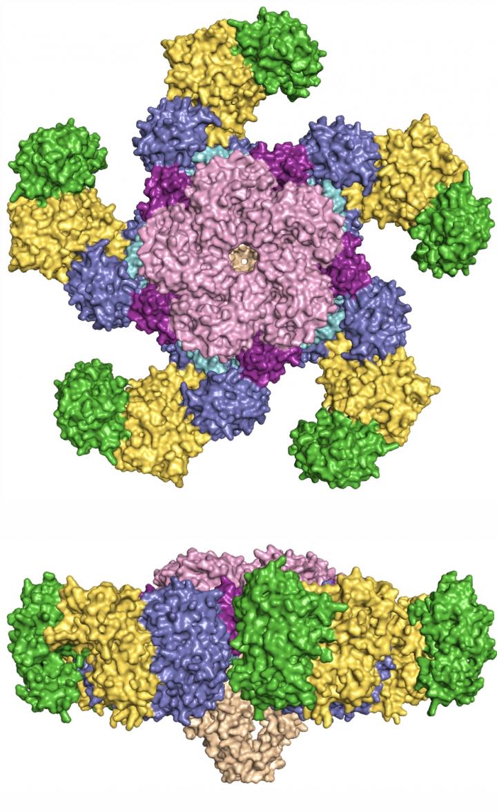 The ZAR1 Resistosome