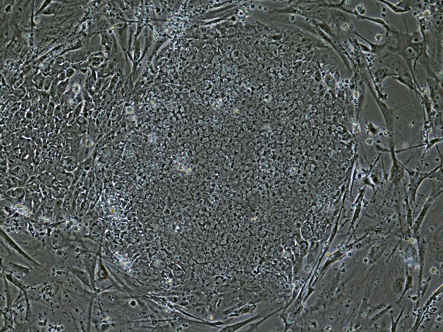 Stem Cell Colony