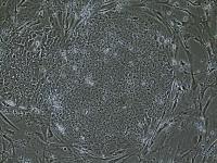 Stem Cell Colony