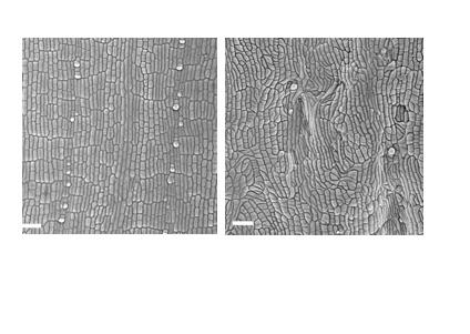 Maize Epidermal Cells