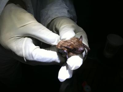 Big Brown Bat