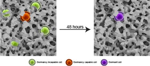 The Cell Response of Immobilization Within a Stiff, Yet Highly Porous Silica-PEG Matrix