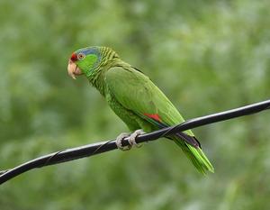 S Texas parrots