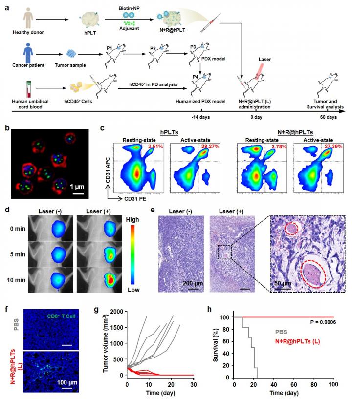 Anticancer effects in a sophisticated model based on humanized mouse and PDX