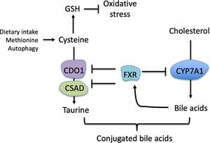 Bile acid crosstalk with sulfur amino acid metabolism.