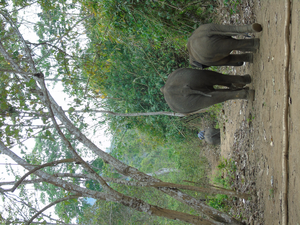 A female elephant and her calf heading back into the forest