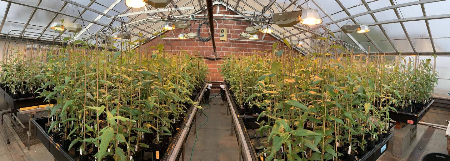 Black Cottonwood Trees