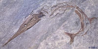 Fossil of <i>Saurichthys</i>