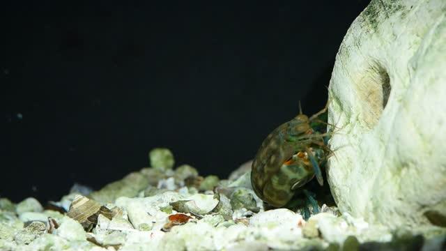 Mantis Shrimp Using Telson as Shield