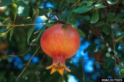 Pomegranate Could Fight Cancer