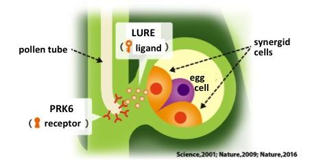 Pollen Tube Guidance by LURE within the Pistil