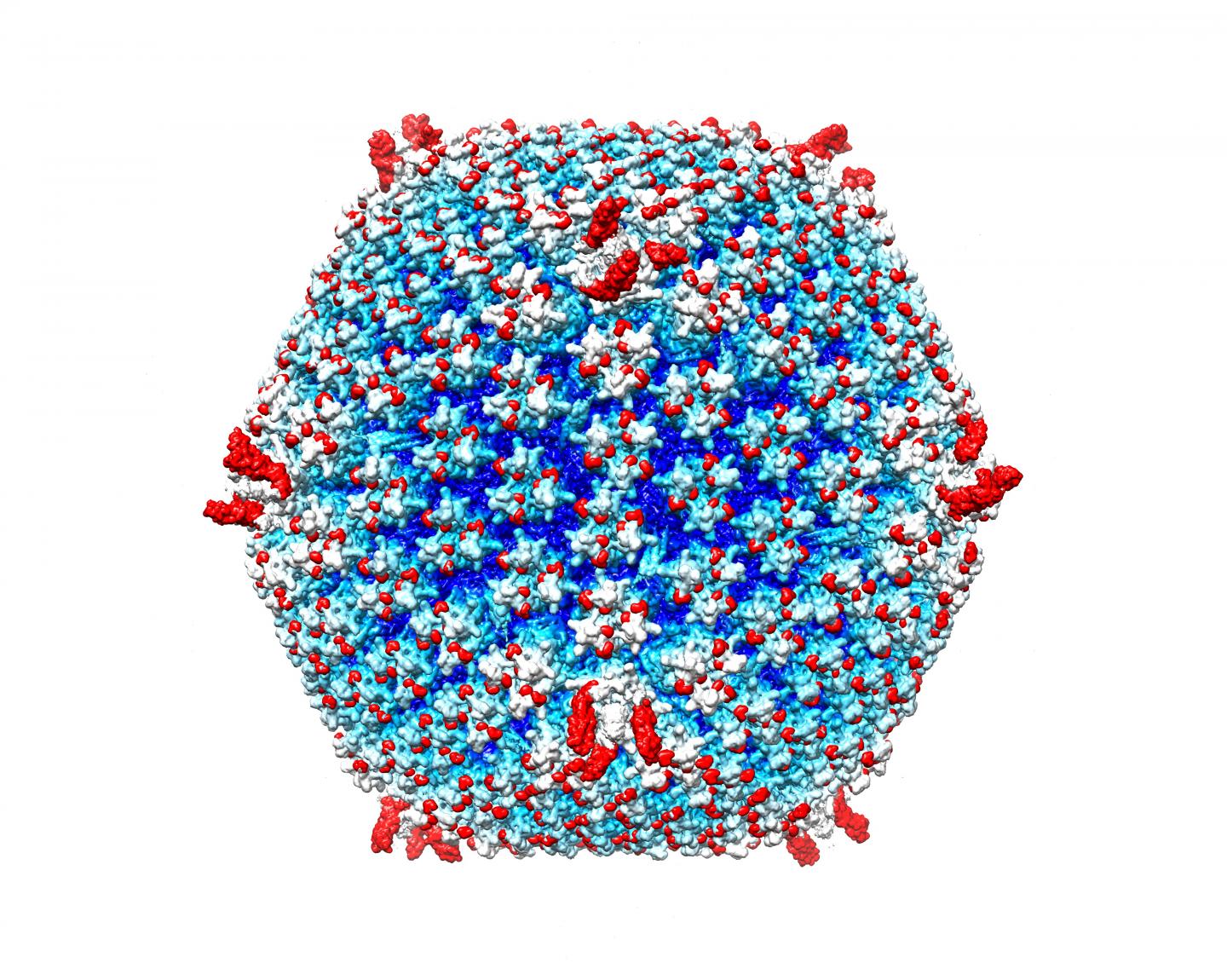 Engineered oncolytic adenovirus (still image)