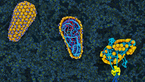 Research provides insights into how HIV works