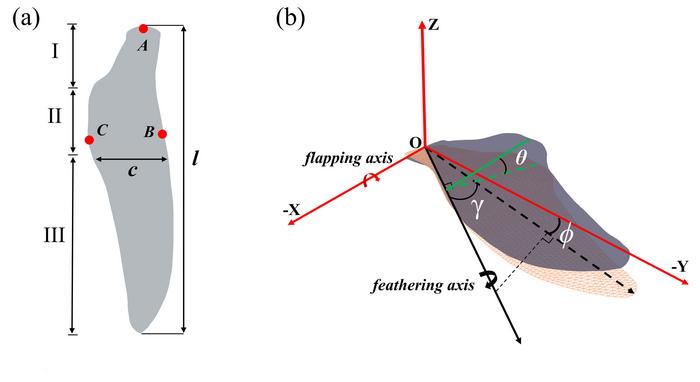 Geometric model of a penguin wing