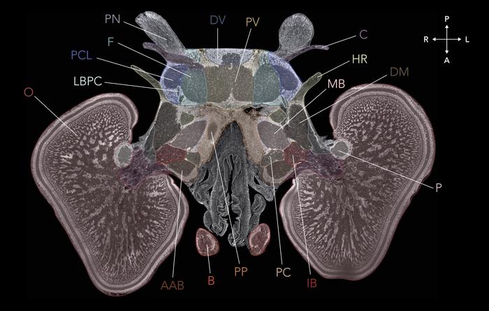 Inside a Cuttlefish Brain